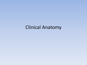 Clinical_Anatomy_Presentation