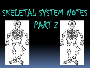 Skeletal System Part 2