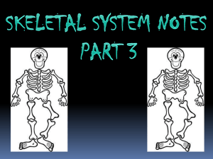 Skeletal System Part 3