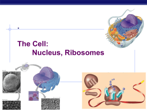 Chapter 7. The Cell: Nucleus, Ribosomes