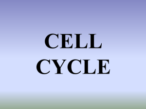 Cell Cycle Presentation mitosis1