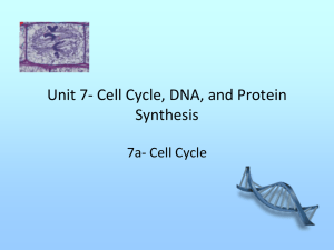 Cell Cycle-CP