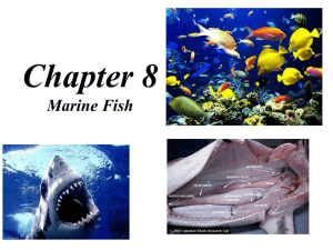 chapter_8_marine fish