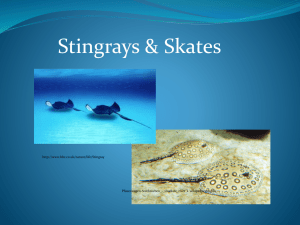 Stingray & Skate part 1