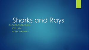 Sharks and Rays - Sheldon Brookins