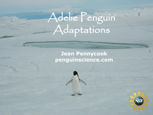 Antarctica Penguin Adaptations