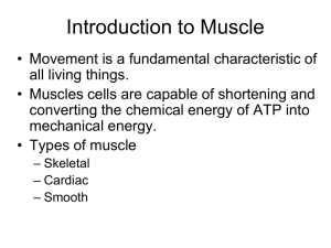 Introduction to Muscle