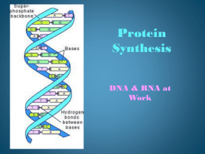 protein sythesis Power point