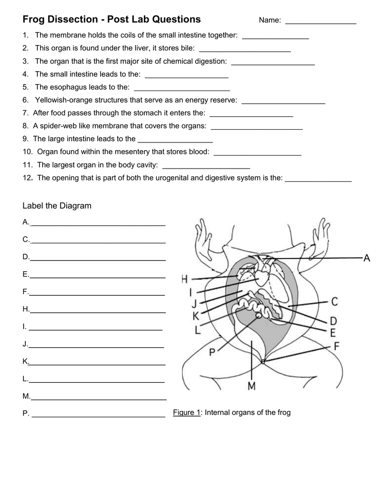 post-lab questions+diagram With Frog Dissection Worksheet Answer Key