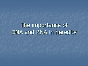 The Importance of DNA and RNA - Emmanuel Biology 12