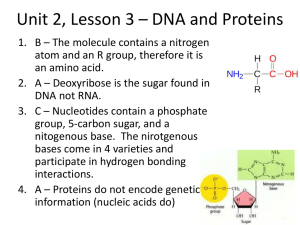 Unit 2, Lesson 3 * DNA and Proteins
