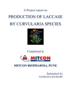 Production Of Laccase By Curvularia Species
