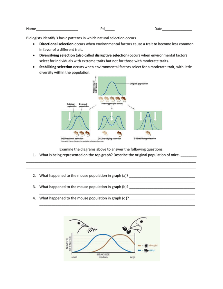 Types Of Natural Selection Worksheet Worksheets For Kindergarten