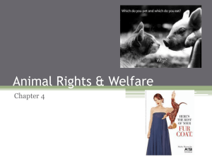 Animal Rights & Welfare