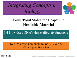 Section 1.4: How does DNA's shape affect its function?