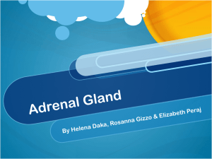 Adrenal Gland - Maria Regina High School