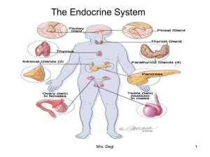 Human Endocrine System