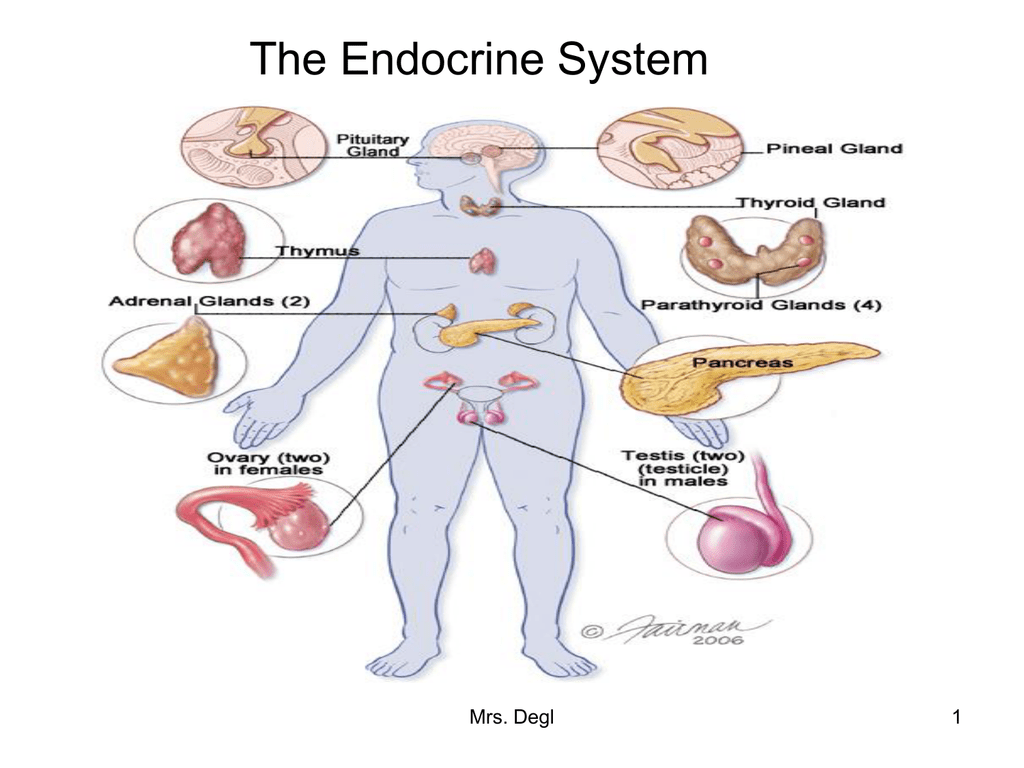 glands in the endocrine system
