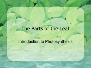 The parts of the leaf power point
