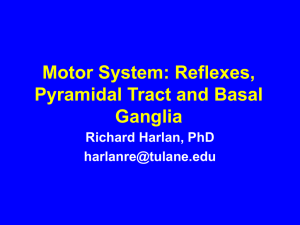Motor System: Reflexes, Pyramidal Tract and Basal Ganglia