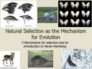 Modeling Natural Selection PPT