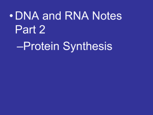 DNA and RNA Part 2 Protein Synthesis