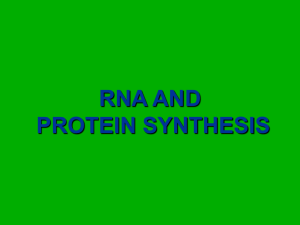 Making RNA - Protein Synthesis