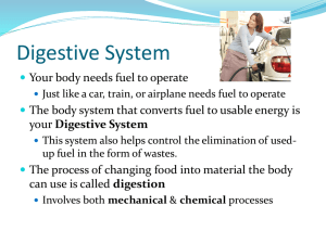 Digestive & Excretory System PowerPoint