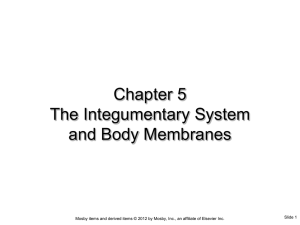 Chapter 5 The Integumentary System and Body Membranes