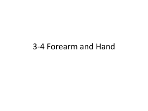 3-4 Forearm - LSH Student Resources
