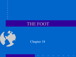 THE FOOT