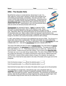 DNA Worksheet - OCPS TeacherPress