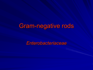 Gram-negative rods - Home - KSU Faculty Member websites