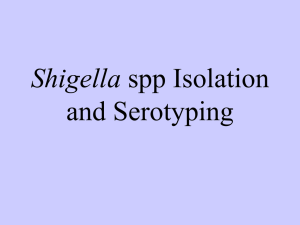 Shigella spp Isolation and Serotyping