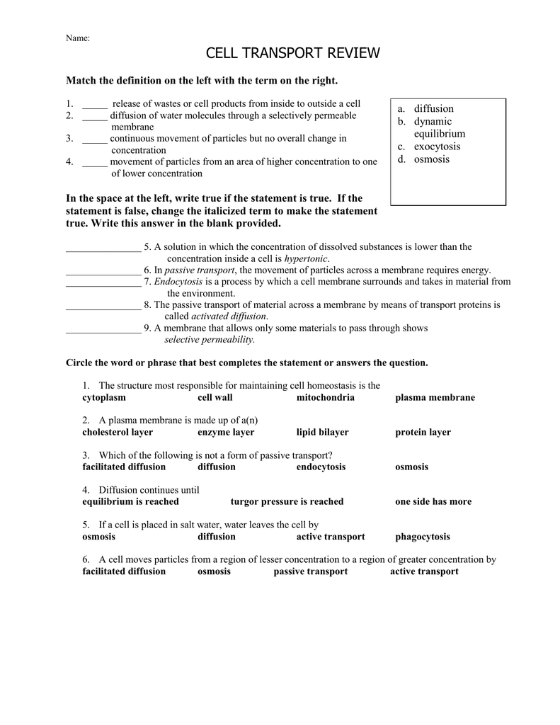 Cell Transport Review With Cell Transport Review Worksheet Answers