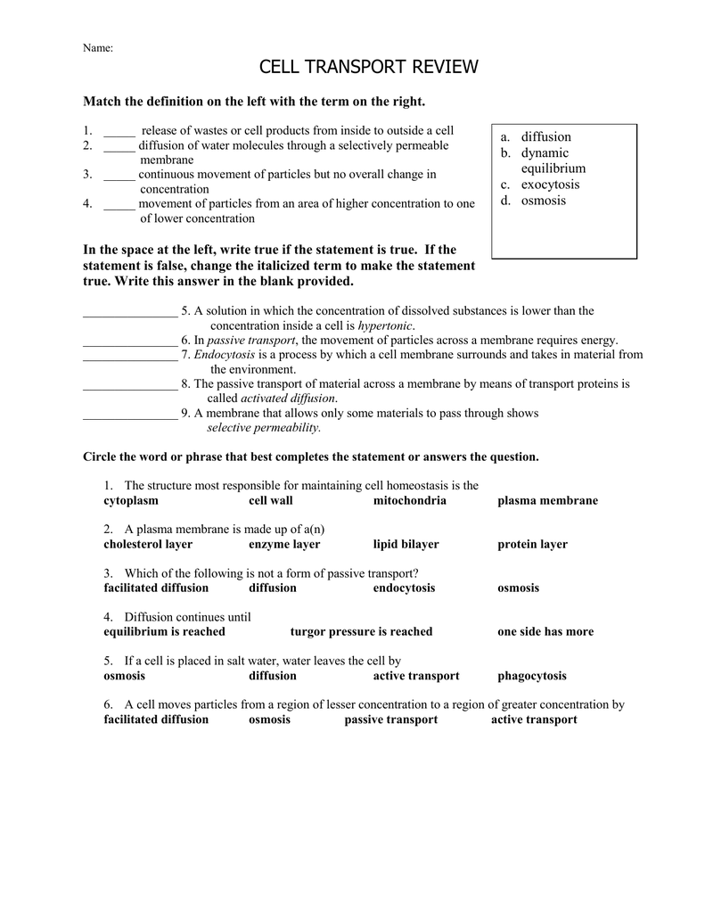 Cell Transport Review Worksheet Zipworksheet