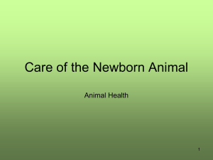 Care of the Newborn Animal
