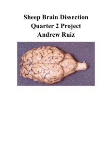 Sheep Brain Dissection Report
