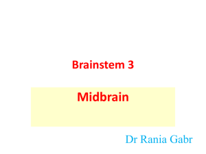 Brainstem 3