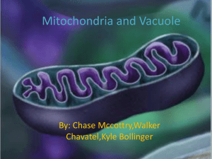 Mitochondria and Vacuole