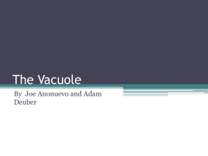 The Vacuole