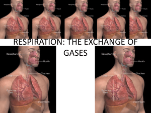 RESPIRATION: THE EXCHANGE OF GASES