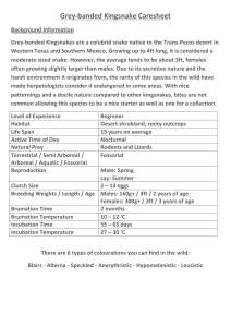 Grey-banded Kingsnake Caresheet Background Information Grey