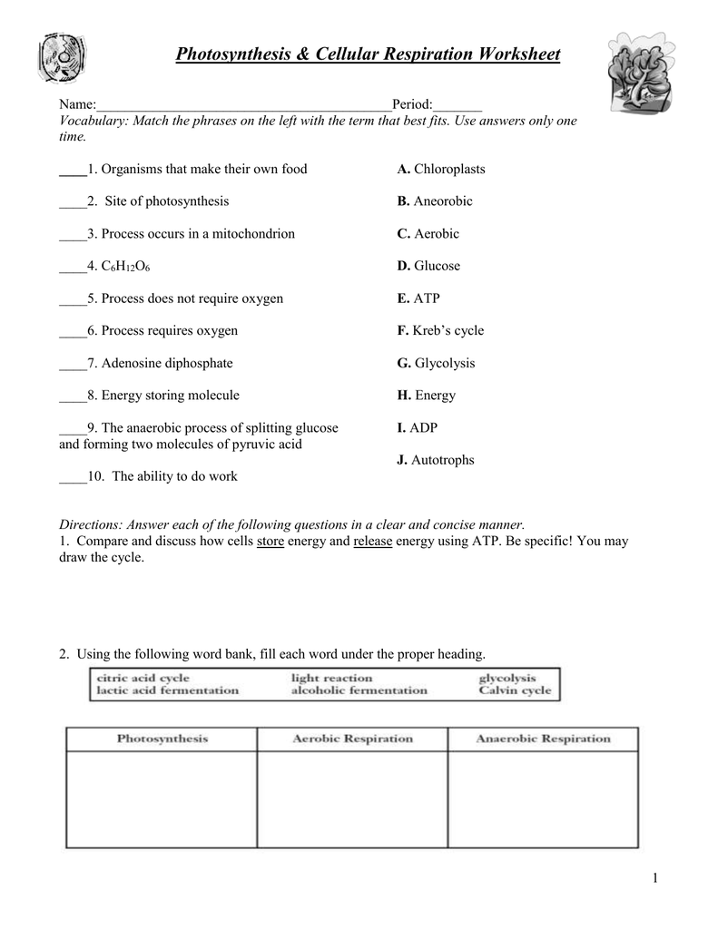 Photosynthesis & Cellular Respiration Worksheet For Cellular Respiration Worksheet Key