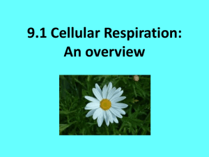 9.1 Cellular Respiration: An overview