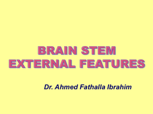 11 Brain stem, ext. f