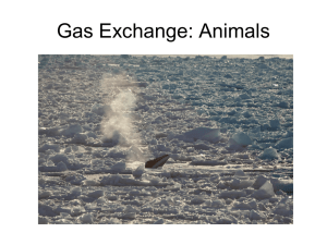 Gas Exchange in Plants and Animals – Chapters 38 & 49