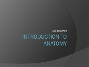 Introduction to Anatomy PowerPoint