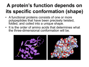 A protein's function depends on its specific conformation (shape)