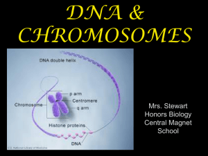 DNA & chromosomes - Central Magnet School